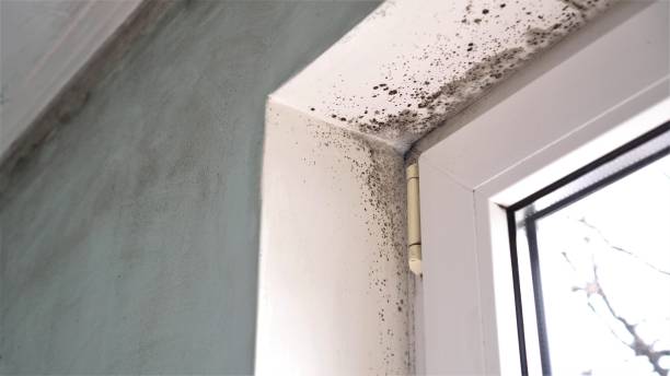 Certified Mold Removal in Vineland, NJ
