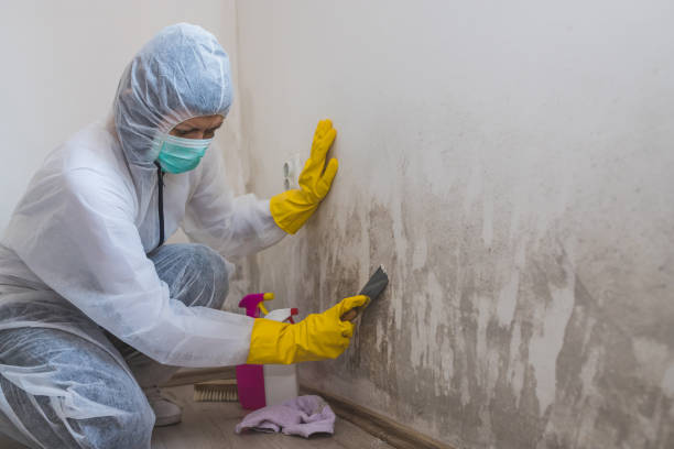 Best Mold Removal Company Near Me  in Vineland, NJ