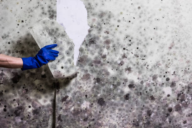 Best Best Mold Removal Companies  in Vineland, NJ